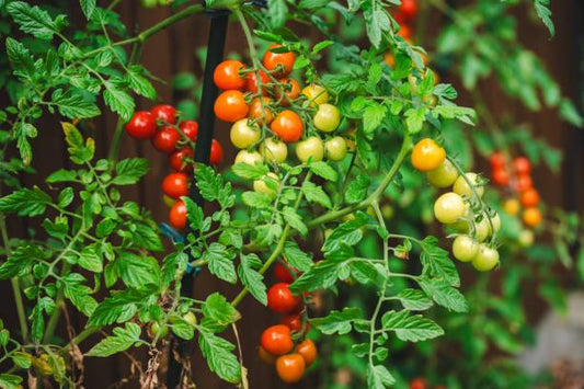 Tomato Plant Fertilizer: Boost Your Harvest with Organic Methods