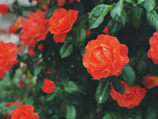 Caring for Roses - Elm Dirt