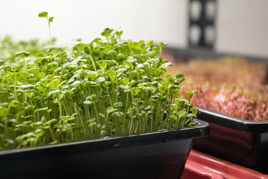 Microgreens - Elm Dirt