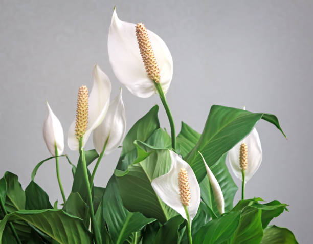 monstera plant leaves 5 Organic SPLIT LEAF PHILODENDRON Monstera Deliciosa Swiss Cheese Plant  Vine Seeds main image 1