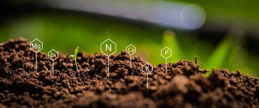 Soil Testing - Elm Dirt