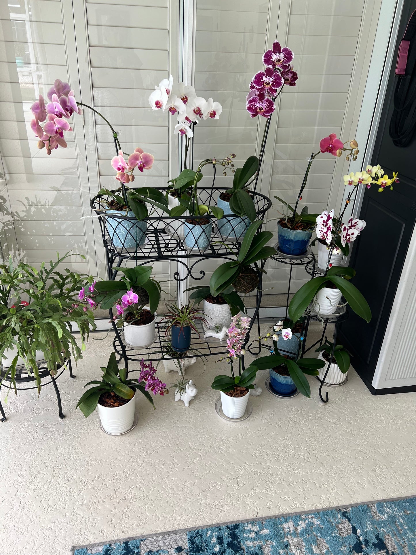 Collection of potted orchids on a white floor with a window in the background