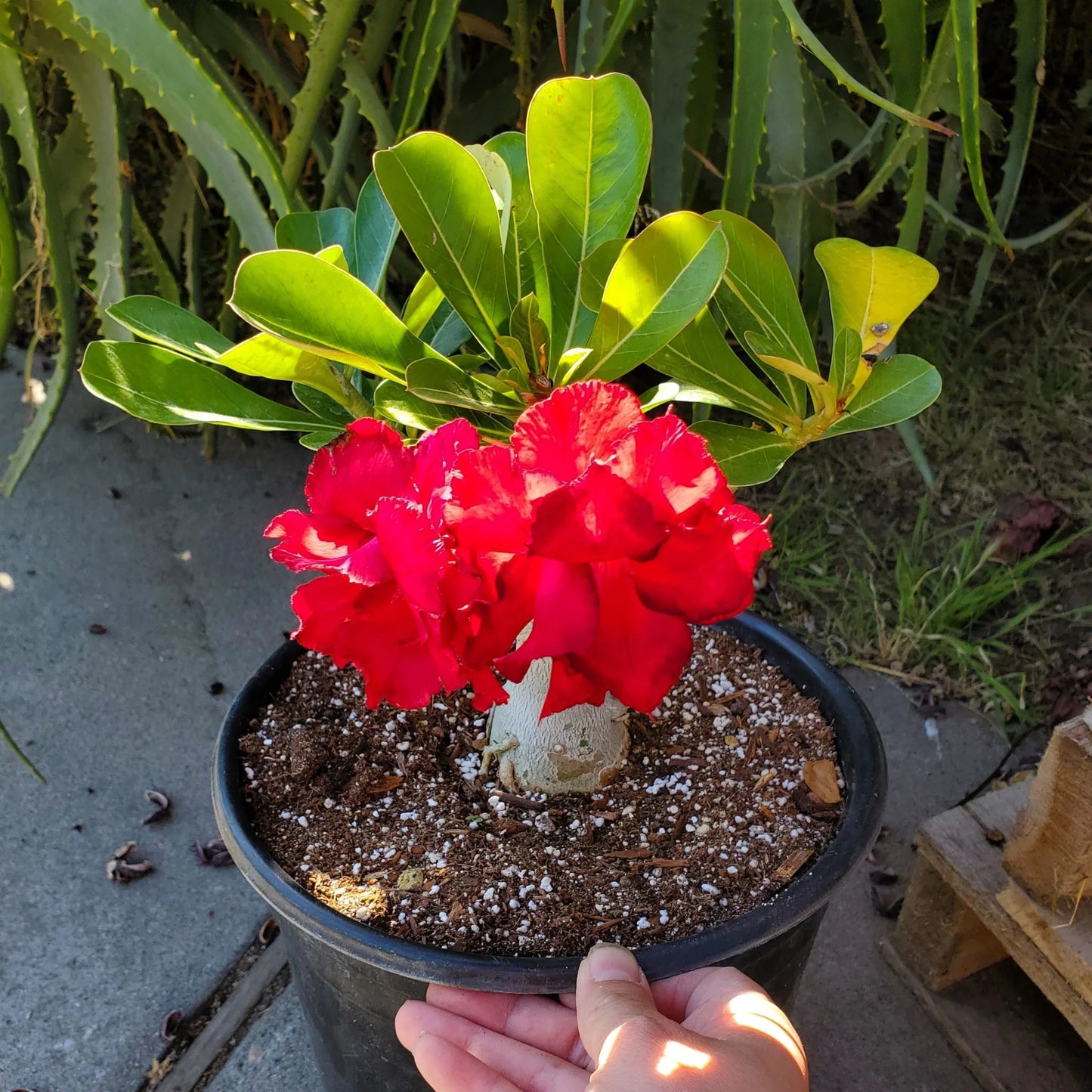Desert Rose Soil Mix - Elm Dirt -