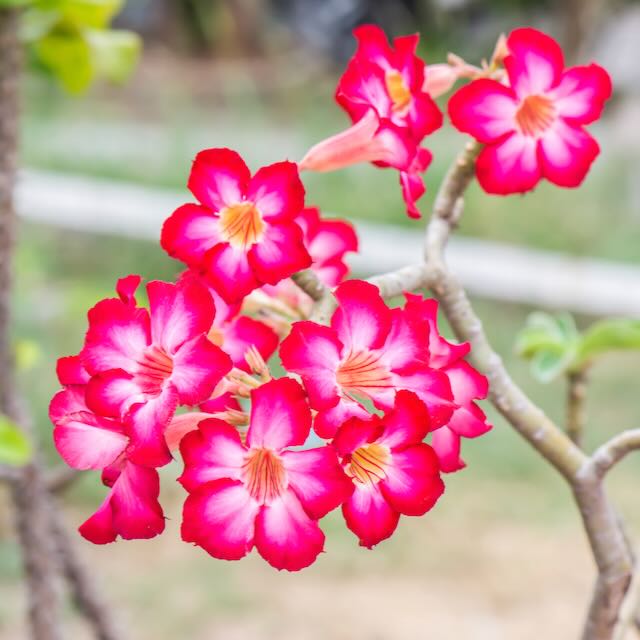 Desert Rose Soil Mix - Elm Dirt -