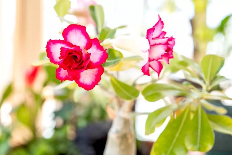 Desert Rose Soil Mix - Elm Dirt -