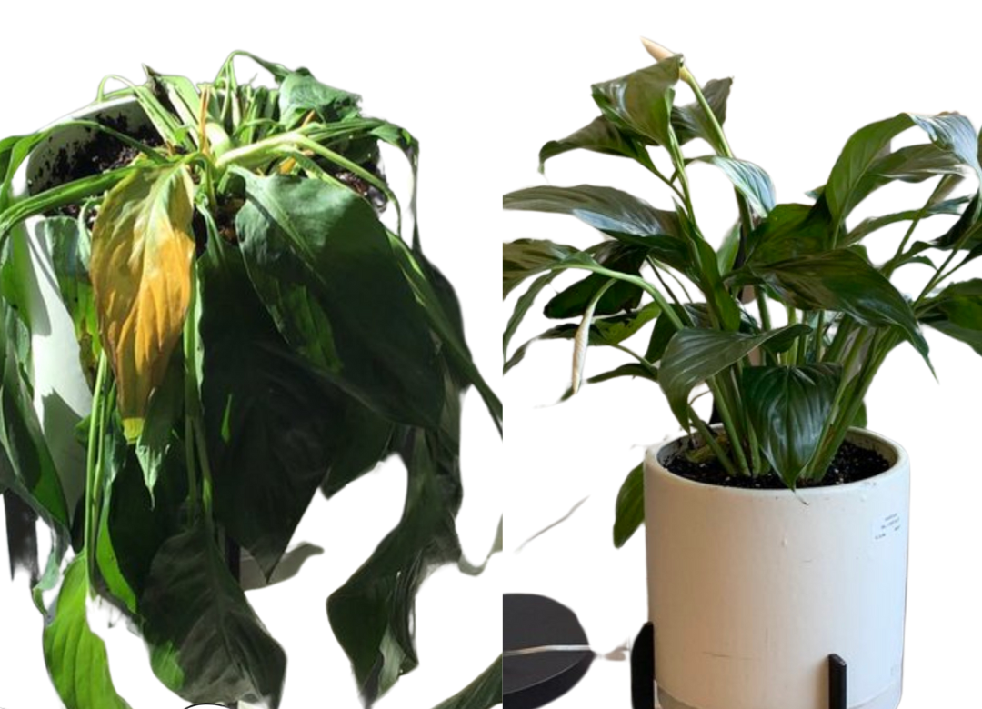 Droopy peace lily before Elm Dirt