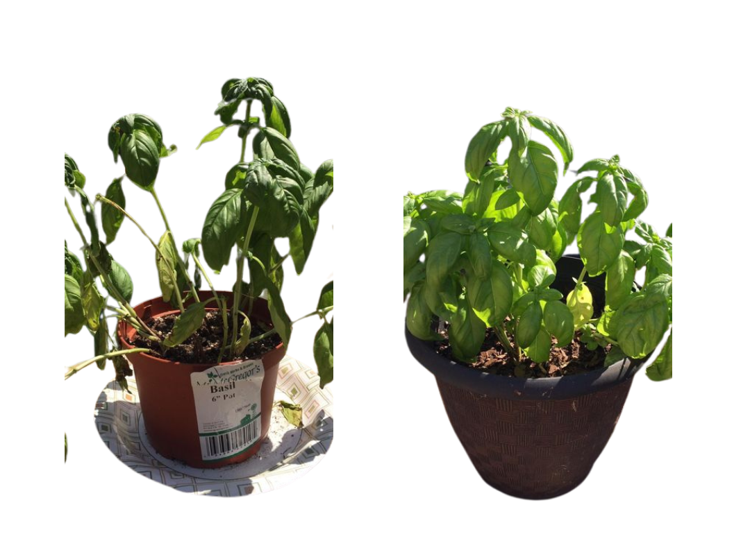 Basil plant came back to life after 1 week of using Plant Juice