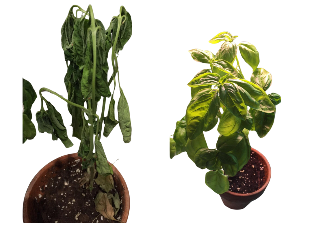 Struggling basil plant bounced back after two applications