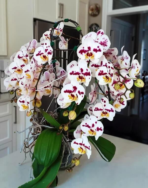 Orchid Mist - Elm Dirt -