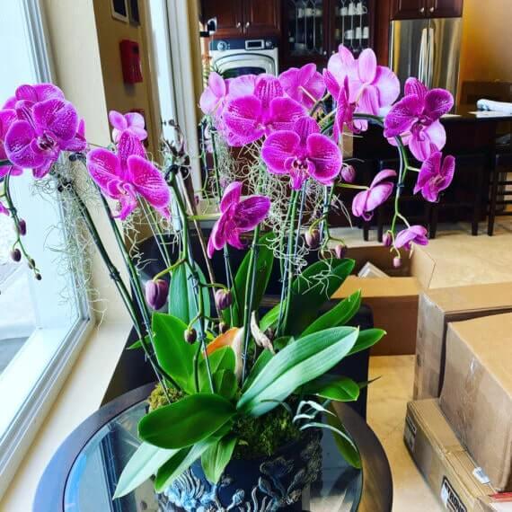 Orchid Mist - Elm Dirt -