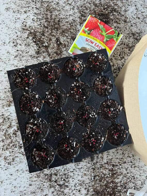 Seedling Mix - Elm Dirt -