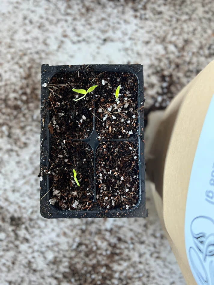 Seedling Mix - Elm Dirt -