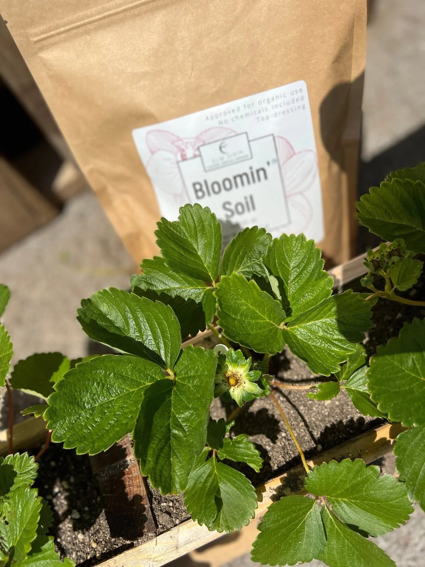 Bloom Power Bundle - Elm Dirt -