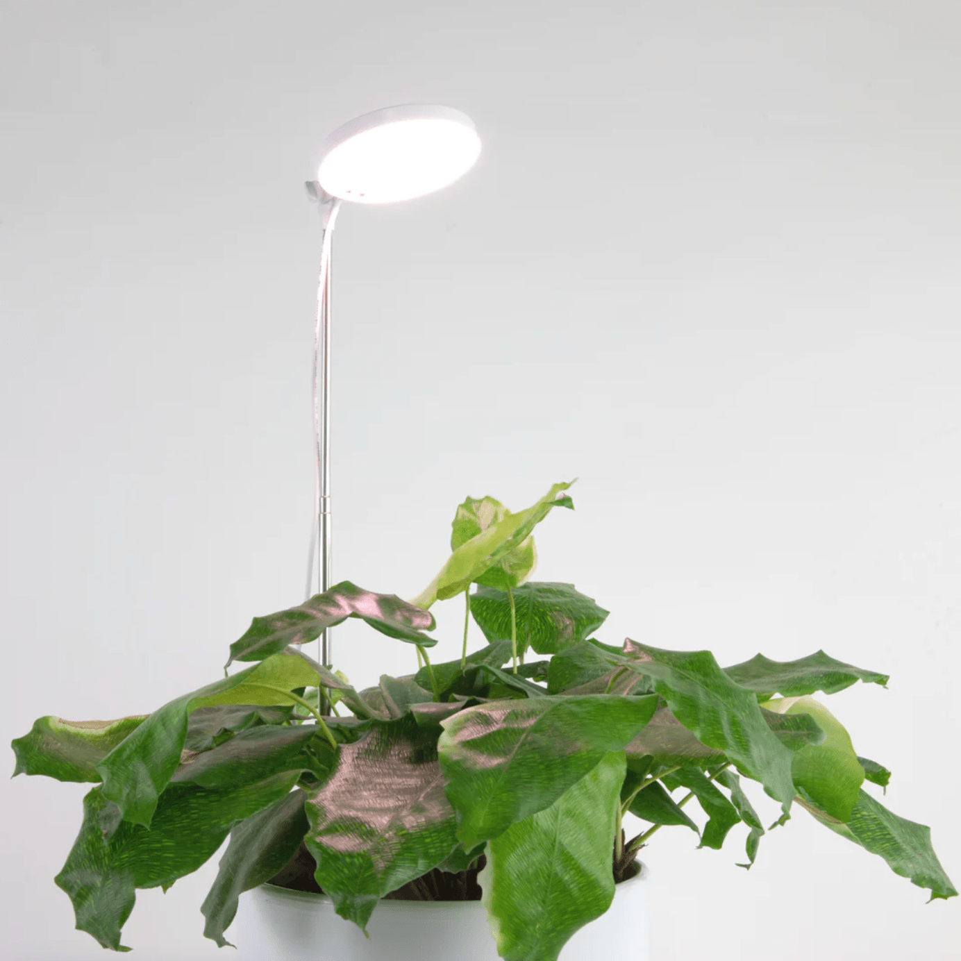 LED Plant Light - Elm Dirt -