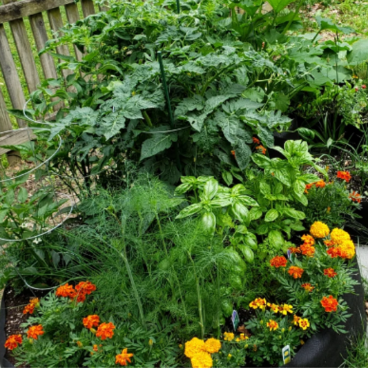 Peat Free Gardening: Easy Sustainability Choices