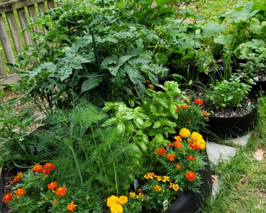 Systemic Pesticides in Garden Centers: Why They're a Problem