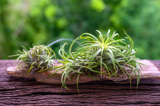 Indoor Air Plants: Do They Need Fertilizer? (Surprising Answer)