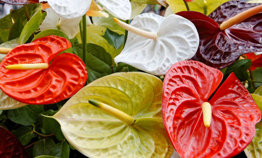 Anthurium Care: Getting Those Red Blooms Year-Round