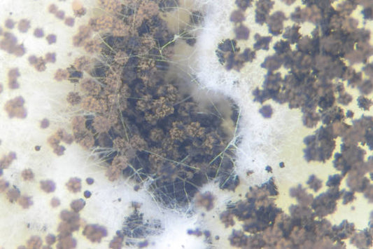 Desulfovibrio: Sulfur-Cycling Bacteria for Optimal Plant Nutrition