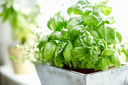 Basil from Seed: Growing Endless Fresh Herbs at Home