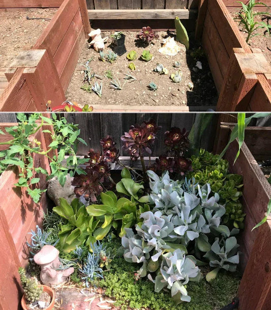 Plant Growth Problems: Organic Solutions for Common Issues