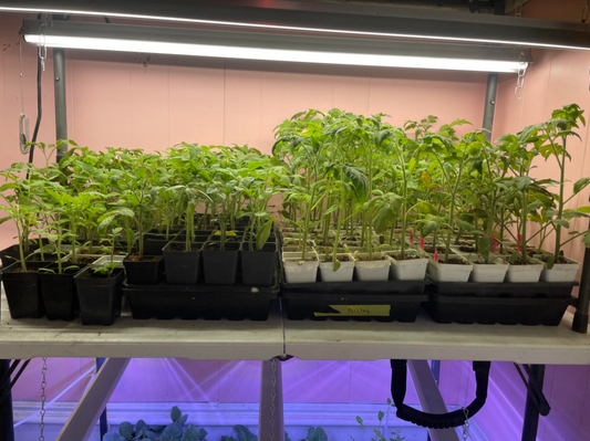 Hardening Off Seedlings: The Critical Step Everyone Skips
