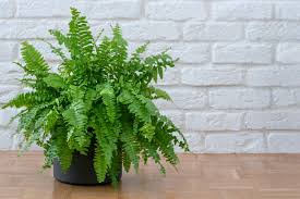Boston Fern Fertilizer: Lush Green Fronds Year-Round
