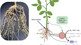 Bradyrhizobium: The Secret to Better Root Development in Gardens