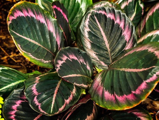 Calathea Care: Why These Plants Are So Dramatic