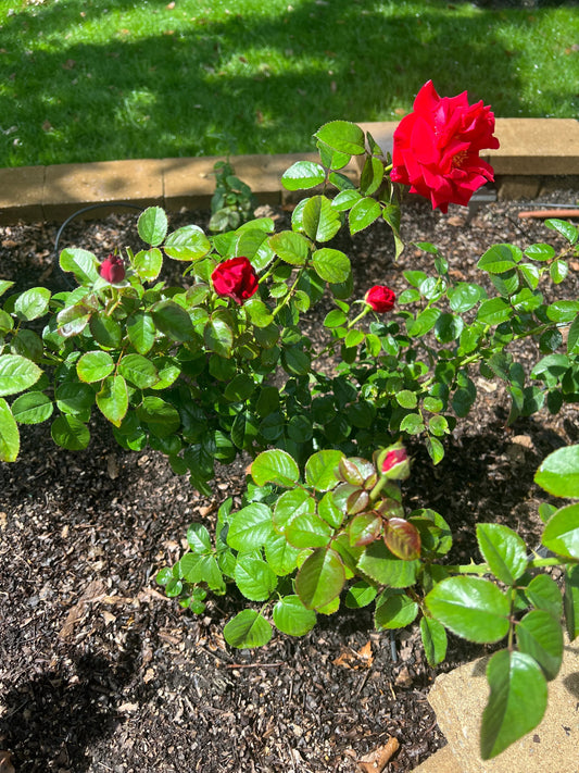 The Complete Organic Guide to Rose Feeding Through the Seasons