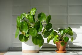 Chinese Money Plant (Pilea) Care and Propagation