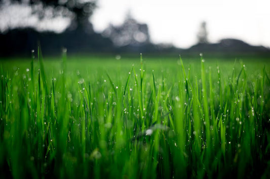 Herbaspirillum: The Nitrogen Fixer That's Quietly Feeding Your Grass for Free