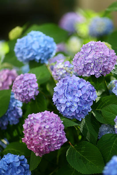 Hydrangea Care: Why Your Blooms Are Fading and the Organic Fix