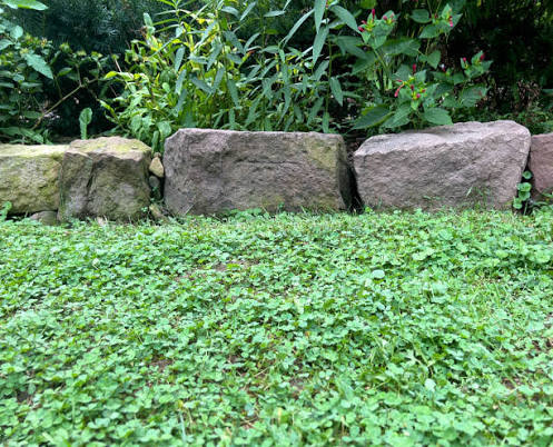 Cover Crops 101: The Cheapest Thing You Can Do for Next Year's Garden (And You Do It in Fall)