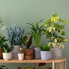Organic Fertilizer for Indoor Plants: What Works, What Doesn't, and What to Stop Buying