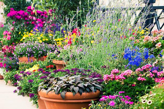 How to Keep Flowers Blooming All Summer Long Without Deadheading Every Single Day