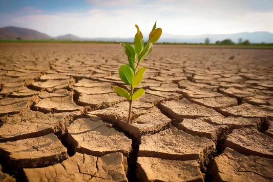 Geodermatophilus: The Stress-Resistant Bacteria That Rebuilds Damaged Soil