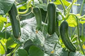 The Secret to Growing Cucumbers That Actually Produce