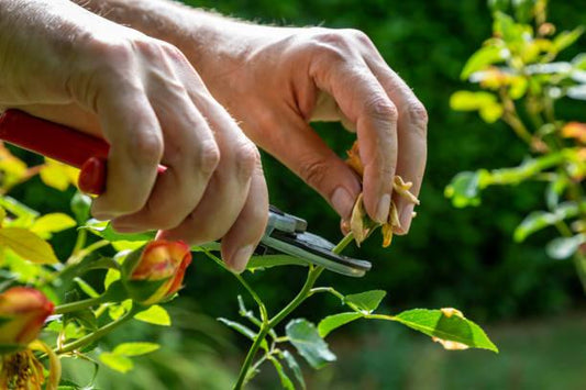 Deadheading vs. Not Deadheading: What Science Says About Getting More Blooms