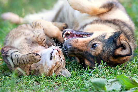 Pet-Safe Fertilizers: What to Avoid and What to Use