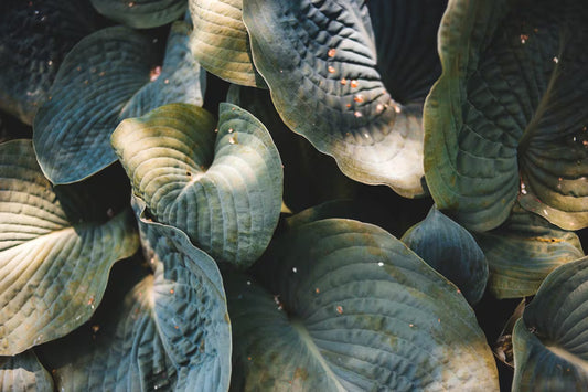 Plant Diseases: How to Identify, Prevent, and Treat Common Garden Problems