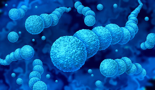 Chryseobacterium: The Cold-Tolerant Bacteria That Keeps Roots Growing in Tough Conditions