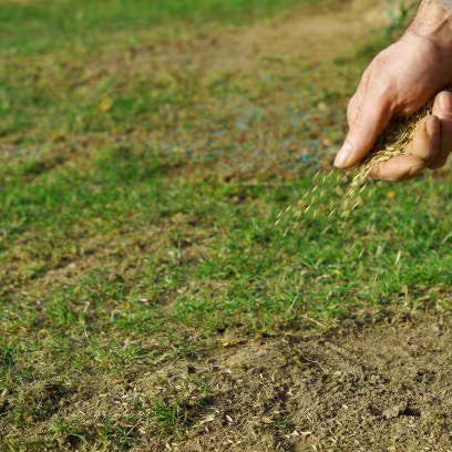 Overseeding Your Lawn This Fall: The Organic Guide That Actually Works