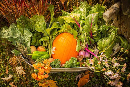 Fall Garden Fruits and Vegetables Planting Guide