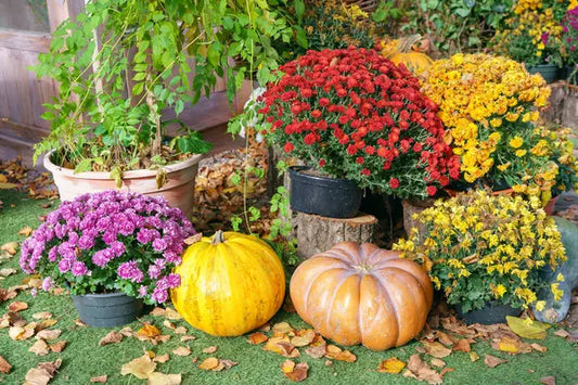 How Zone 5–7 Gardeners Should Prep for the First Frost (Without Losing Everything)