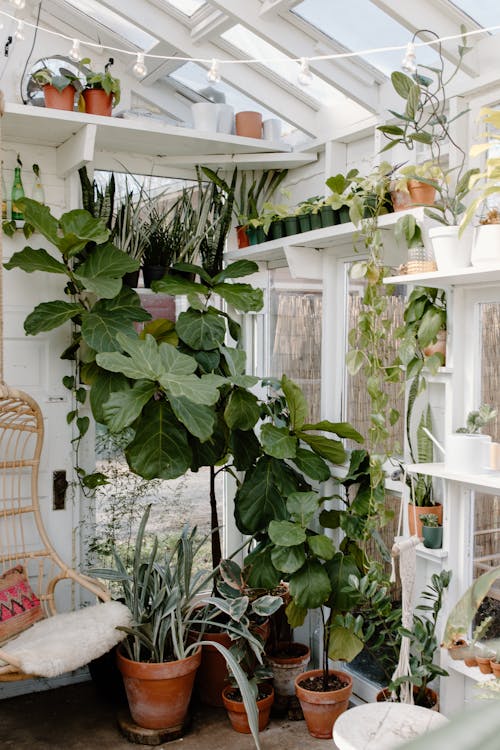 Fiddle Leaf Fig Fertilizer: How to Feed Yours Through Fall and Winter