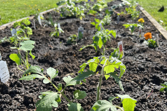 February Garden Tasks by Climate Zone: What to Plant & Do Right Now