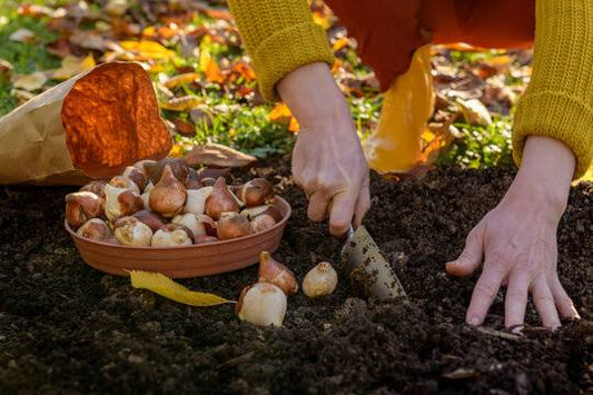Fall Bulb Planting Guide: When to Plant, How Deep, and the Soil Trick for a Jaw-Dropping Spring