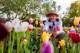 Annual vs. Perennial Flowers: Which Ones Are Worth Your Money?