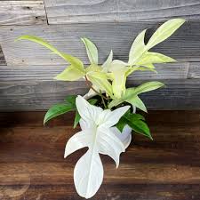 Ghost Philodendrons: What are they and How do you care for them